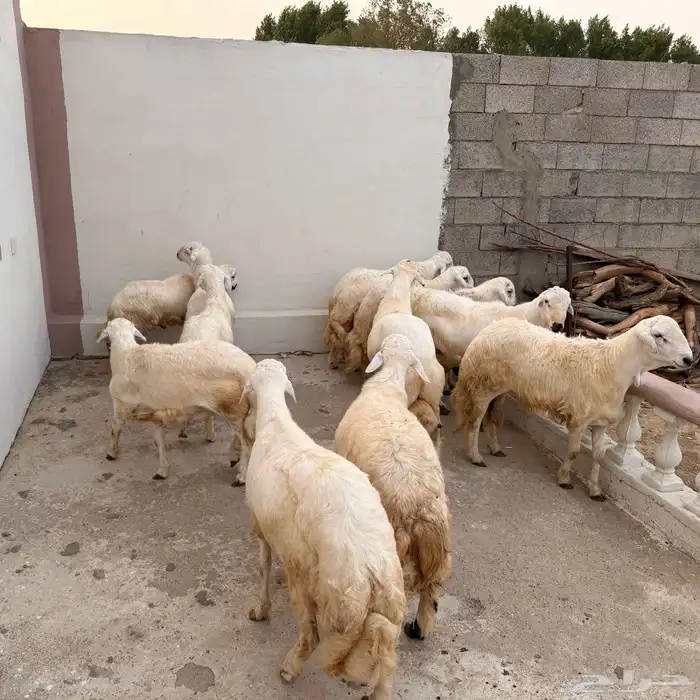 اضاحي طليان((تم البيع)) 2