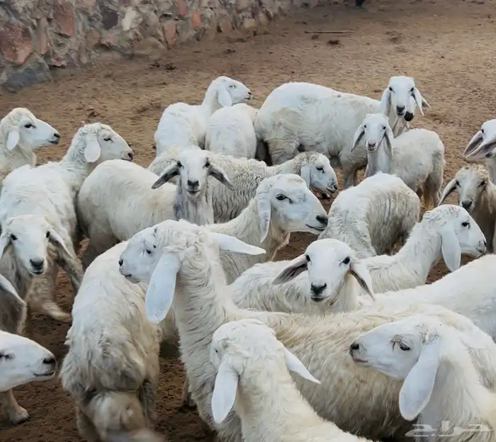 تم البيع 0