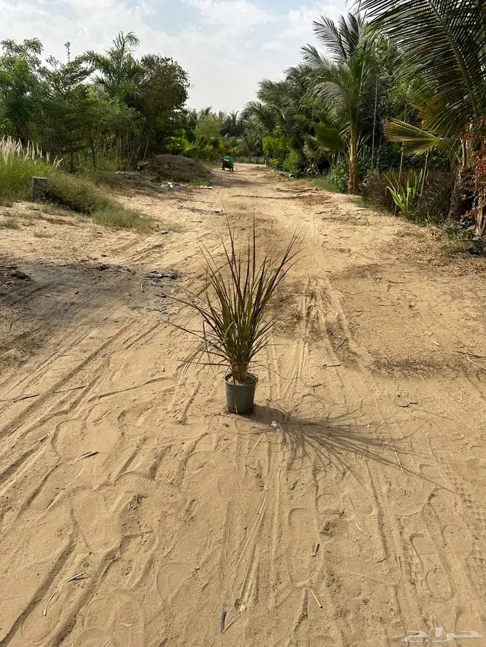 حلفا بنسيتم عشبة النافورة Pennisetum Setaceum 0