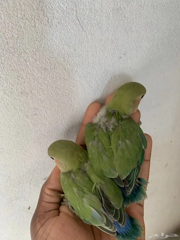 4 فروخ روز ( تم البيع ) 3