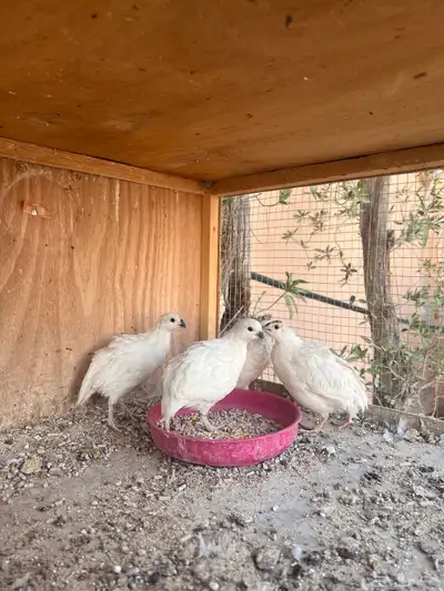 سمان بوب وايت ( تم البيع ) 2