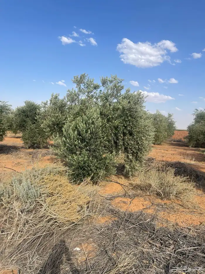 اشجار زيتون مثمرة 4