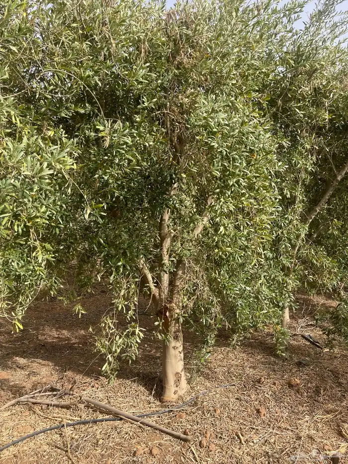 اشجار زيتون مثمرة 10