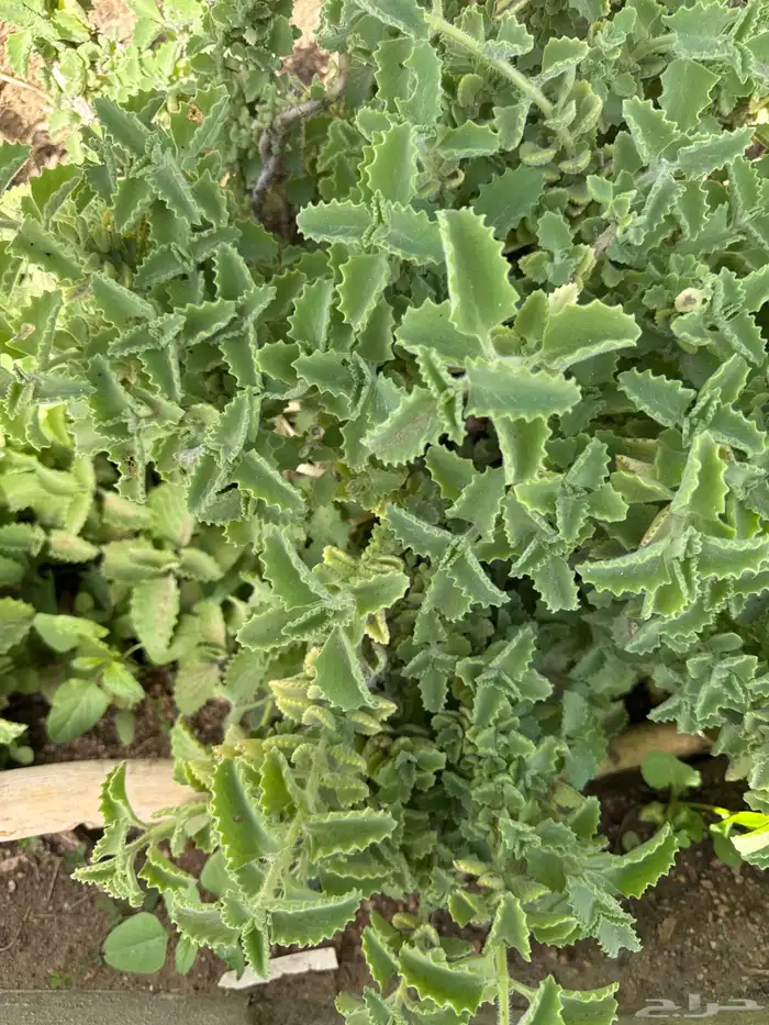 عطرة وإكليل الجبل ميرمية نعناع 5