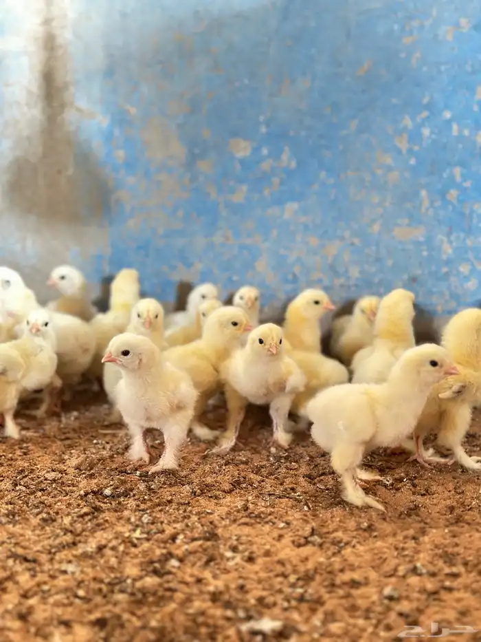 للبيع صوص براهما كولمبي 0