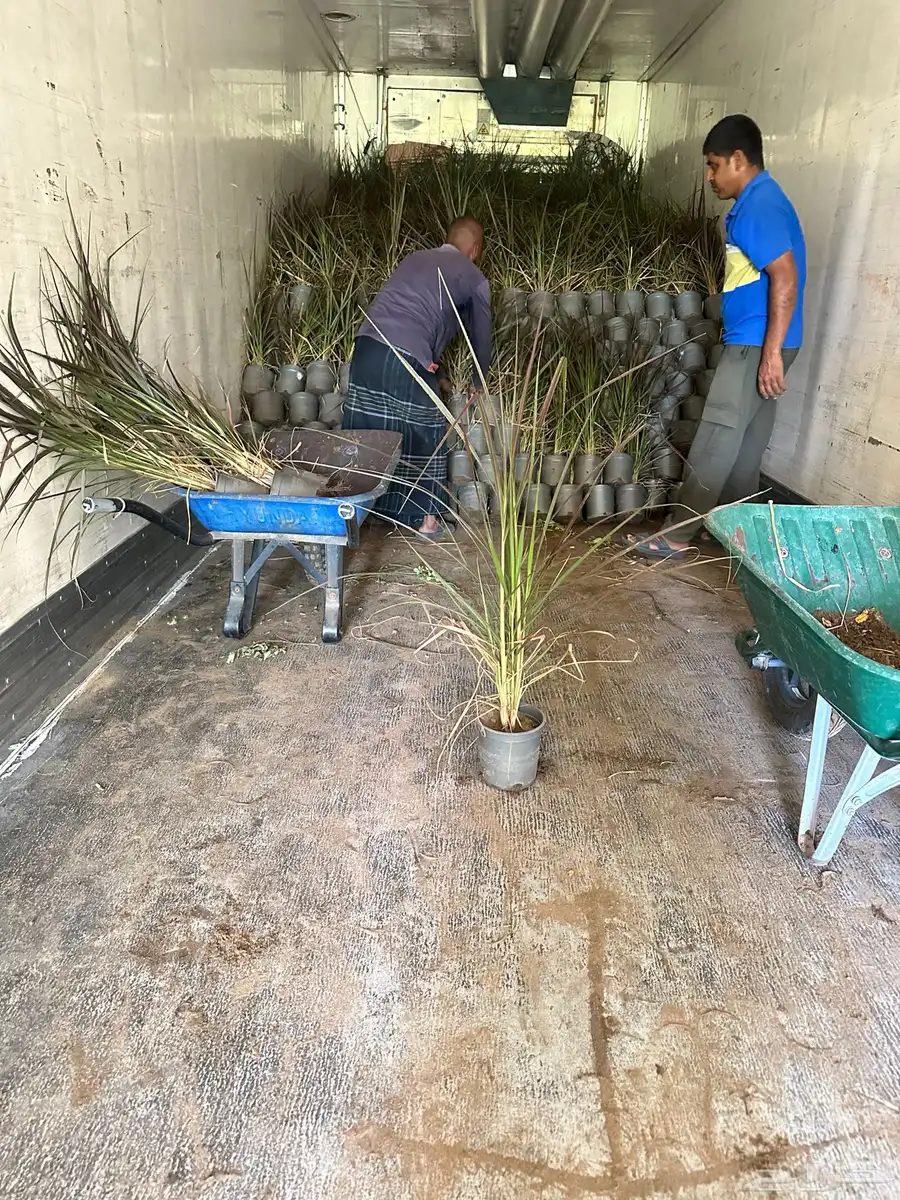 حلفا بنسيتم عشبة النافورة Pennisetum Setaceum 2