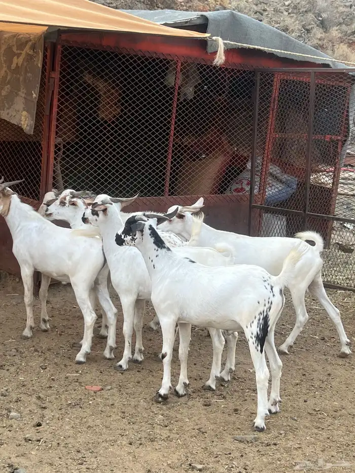 تيوس ضحايا للبيع 5