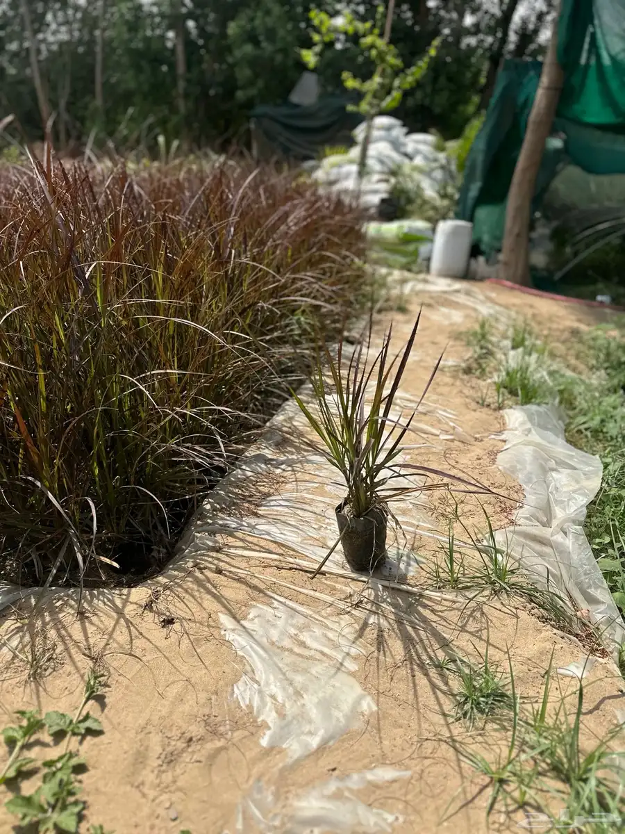 حلفا بنسيتم عشبة النافورة Pennisetum Setaceum 1