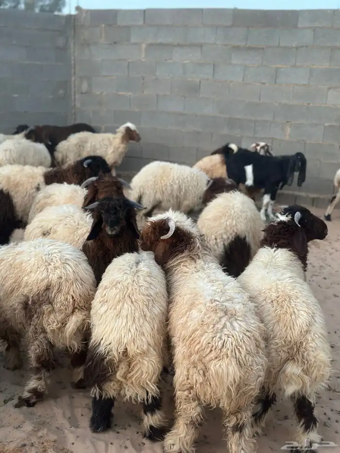 ذبايح بريه 1