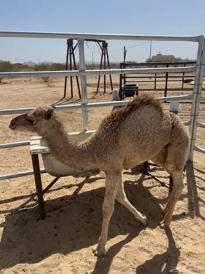 قعود ضيار او تربيه 4