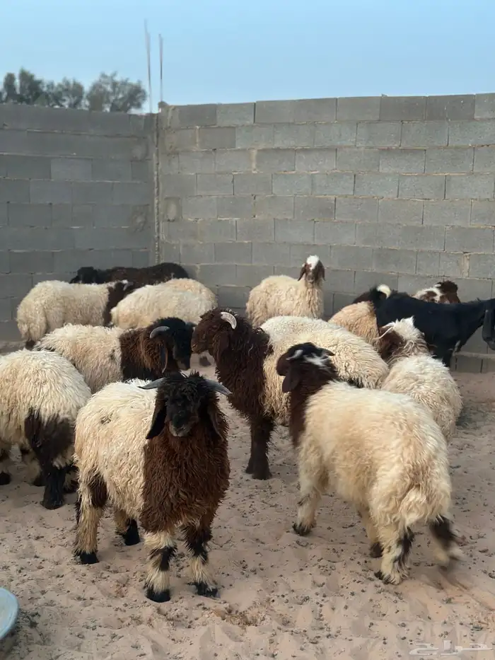 ذبايح بريه 3