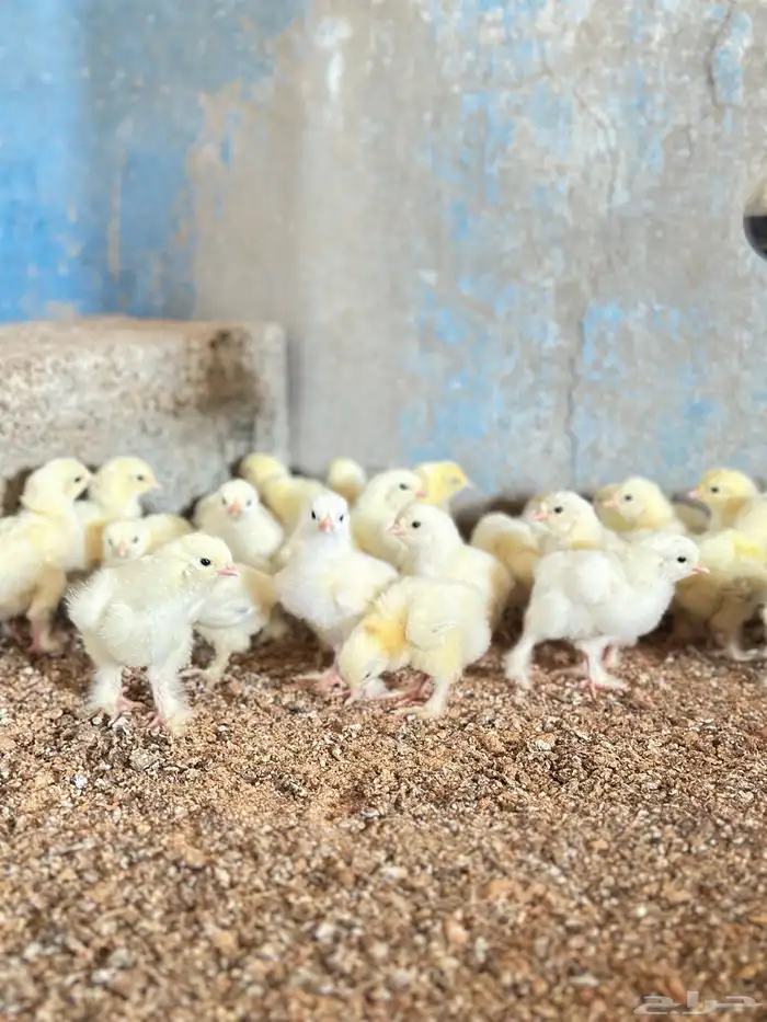 للبيع صوص براهما كولمبي 3