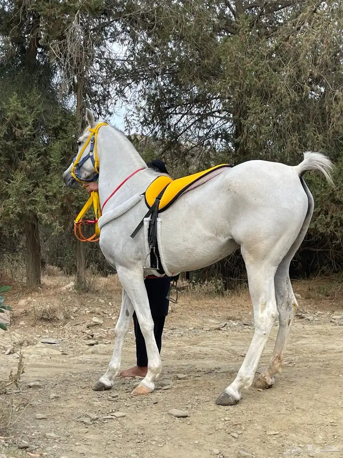 فرس للبيع أقبل البدل ب حلال 2