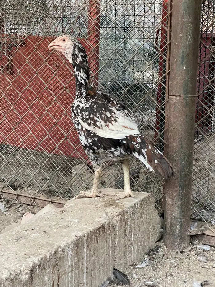 دجاج سنود للبيع 4