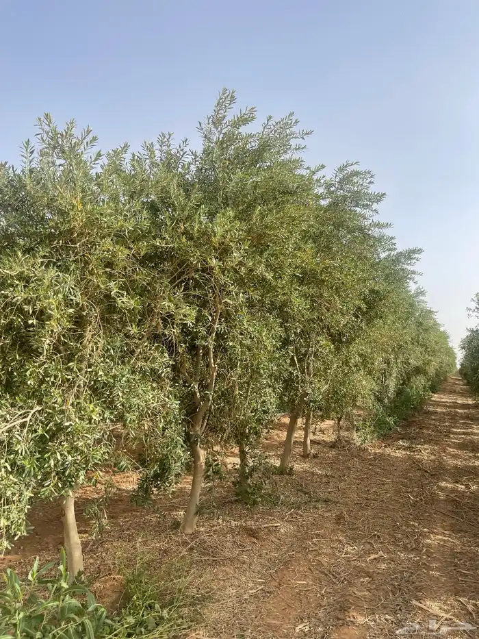 اشجار زيتون مثمرة 12