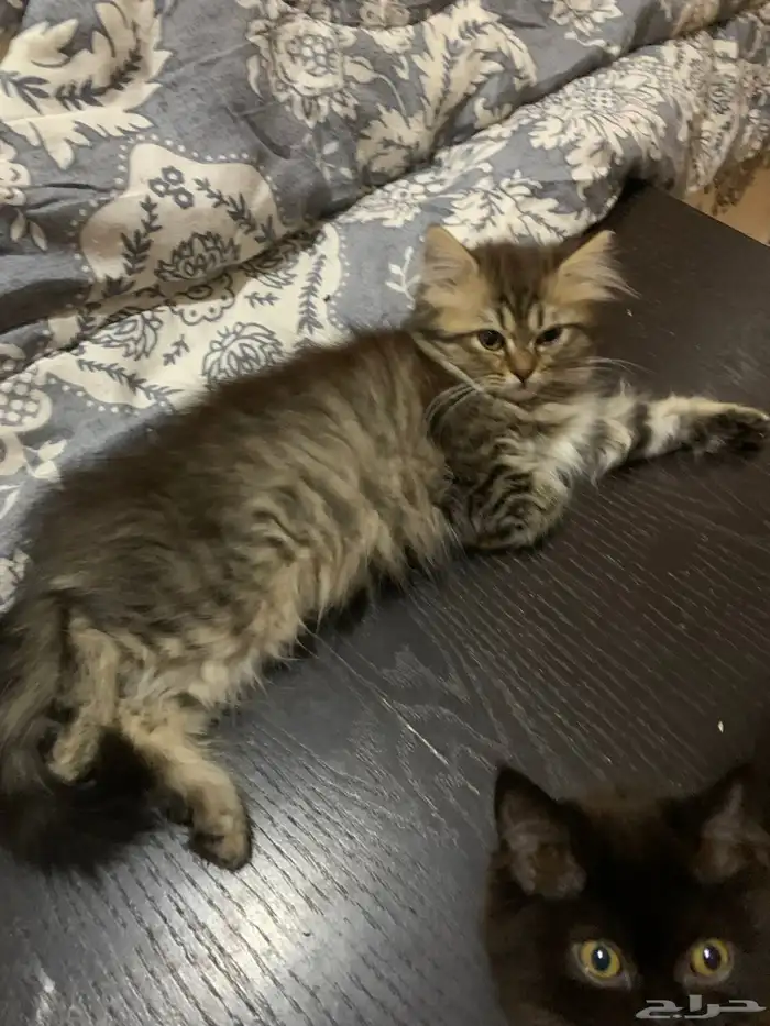 قطط للبيع بعمر شهرين 2