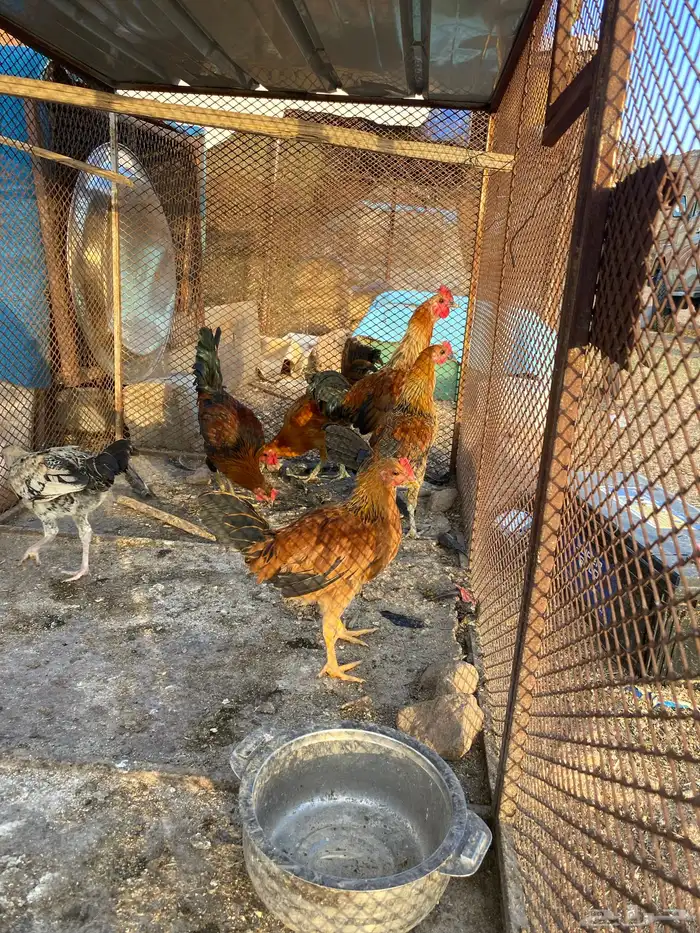ديكه ذكور 1