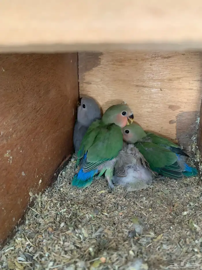 4 فروخ روز ( تم البيع ) 0