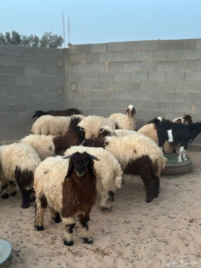 ذبايح بريه 2
