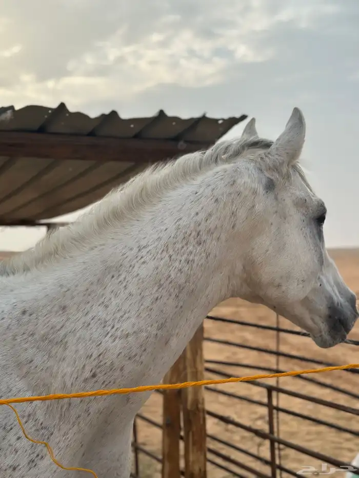 حصان شعبي كفو 3
