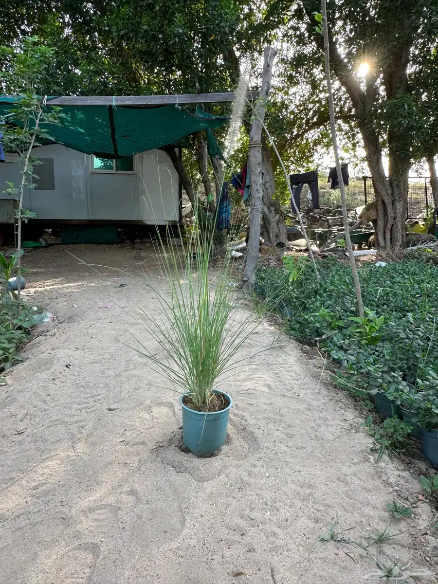 حلفا بنسيتم عشبة النافورة Pennisetum Setaceum 4