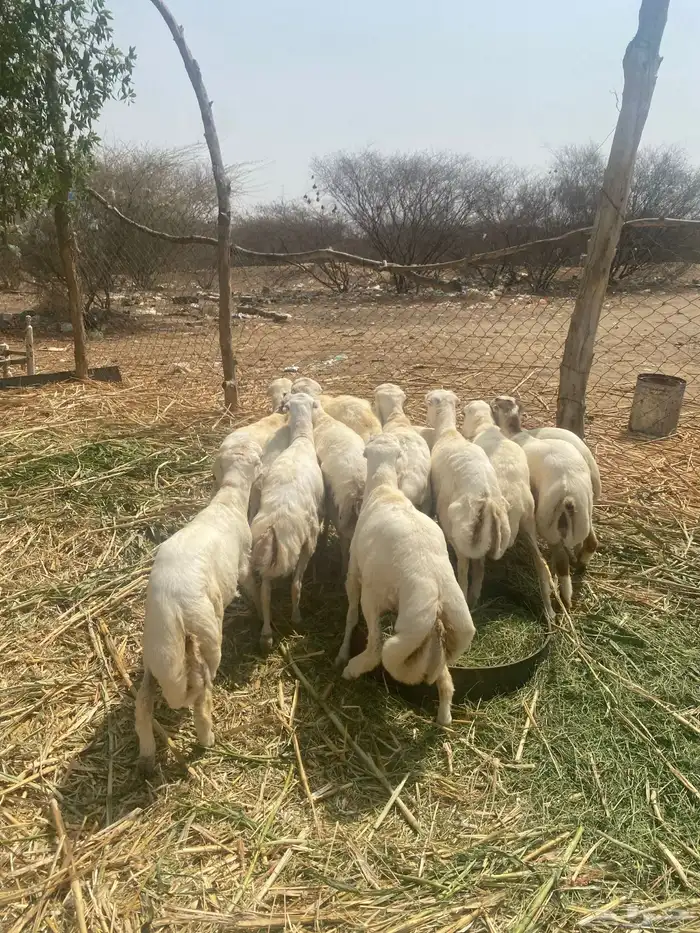 خرفان بالدي شرط 1