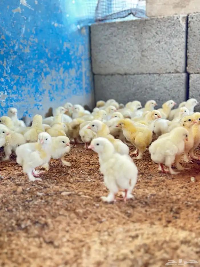 للبيع صوص براهما كولمبي 1