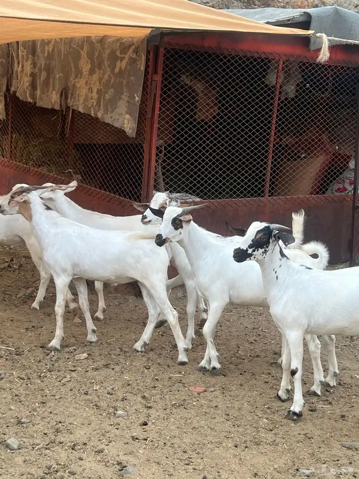 تيوس ضحايا للبيع 0