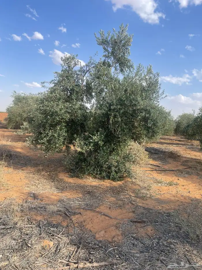 اشجار زيتون مثمرة 3