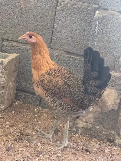 دجاج فيومي ذهبي ( تم البيع ) 2