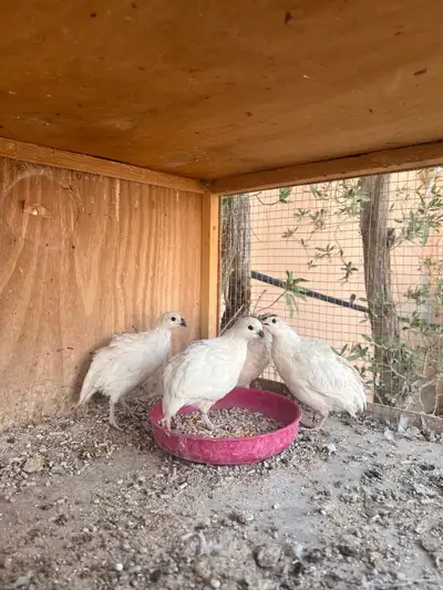سمان بوب وايت ( تم البيع ) 0