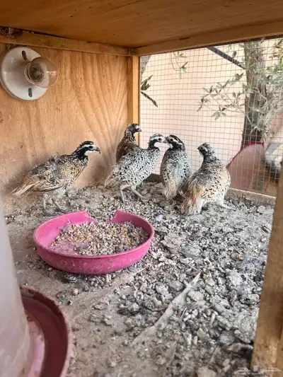 سمان بوب وايت ( تم البيع ) 1