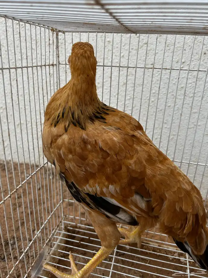 دجاج 6