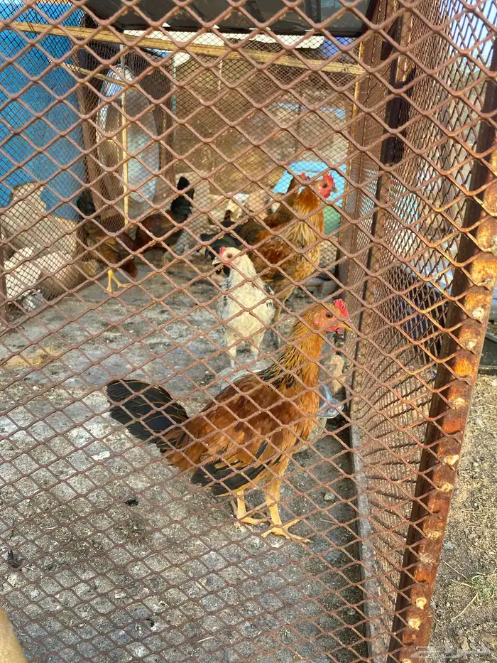 ديكه ذكور 0