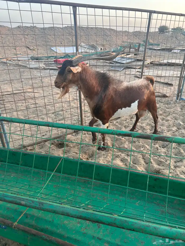 فحل محايلي 2