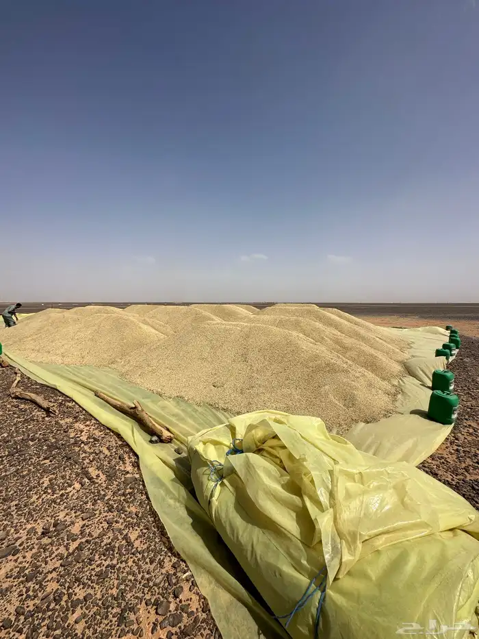 شعبر بلدي الجوف 1