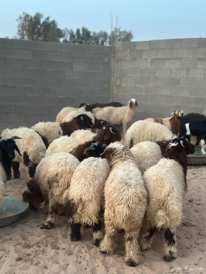 ذبايح بريه 0