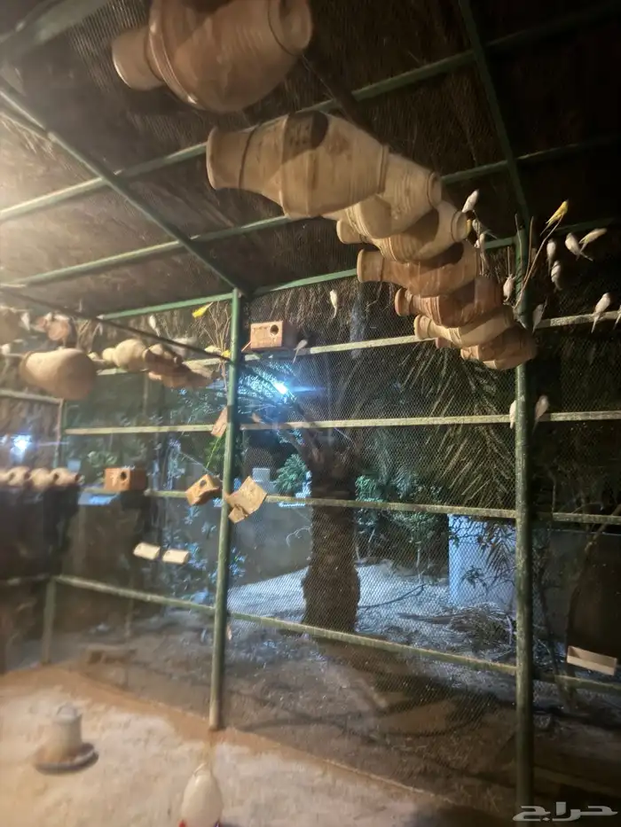 بلابل 1