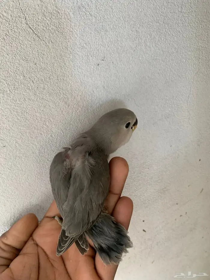 4 فروخ روز ( تم البيع ) 1