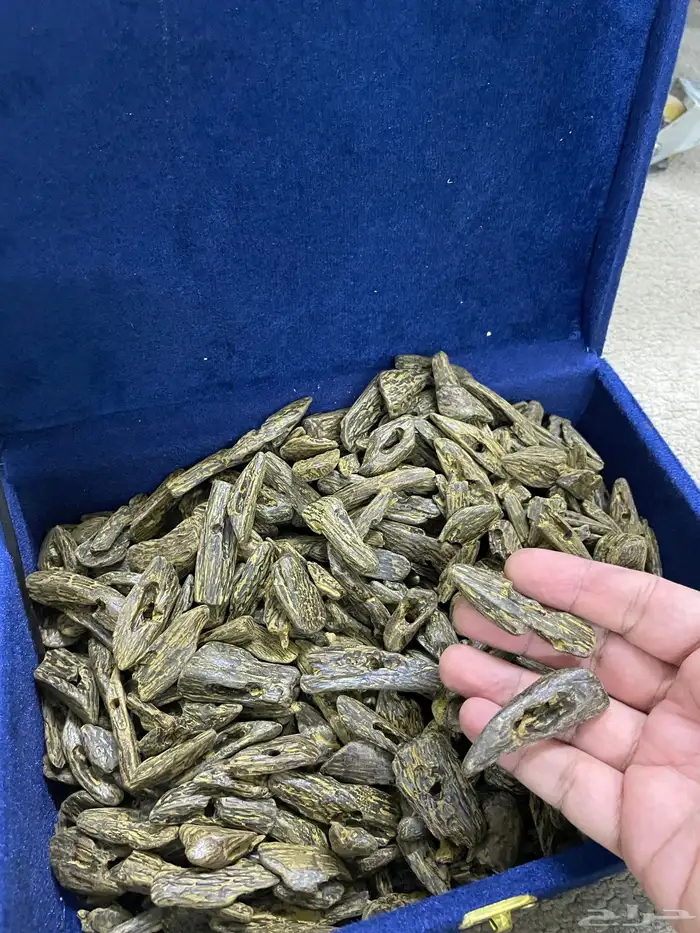 عرض كلمنتان لايفوتك تصفيه جملة 0