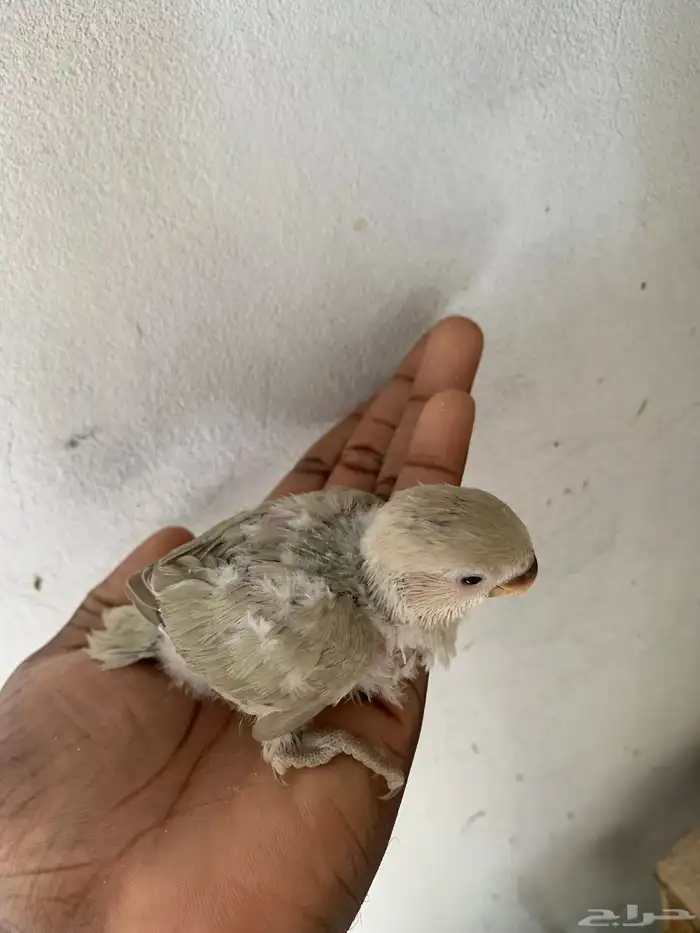 4 فروخ روز ( تم البيع ) 2