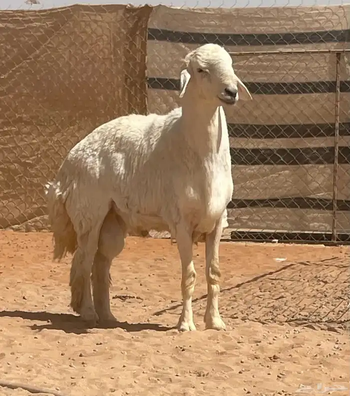 فحل حري مشروط 2