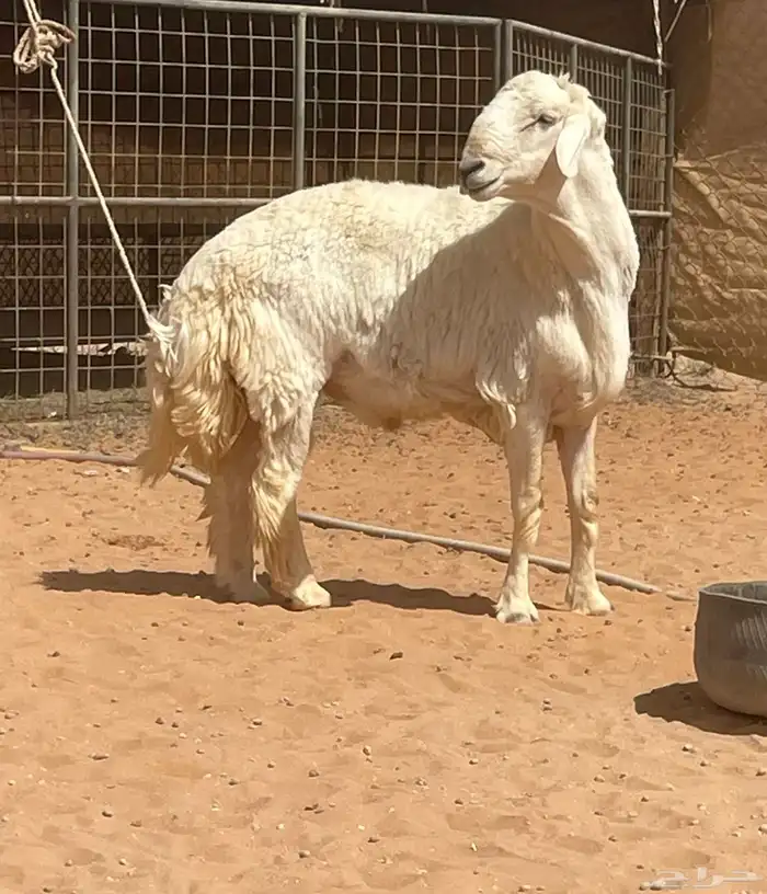 فحل حري مشروط 0