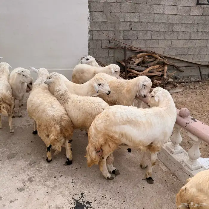 اضاحي طليان((تم البيع)) 0