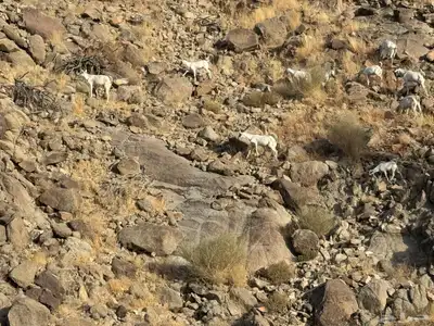 معزا للبيع 8