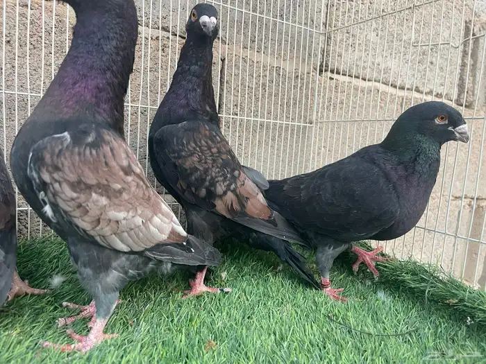 زاجل زينه 6