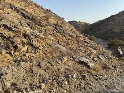 معزا للبيع 7
