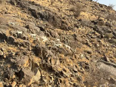 معزا للبيع 3