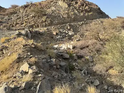 معزا للبيع 5