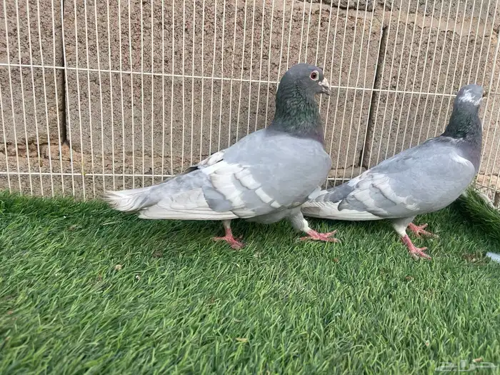 زاجل زينه 9